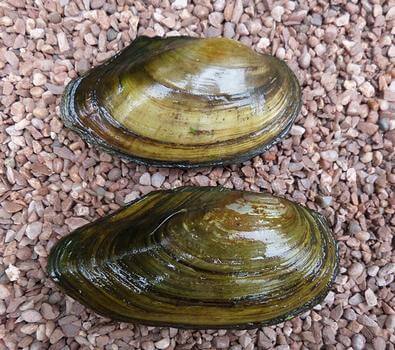 Anodonta_cygnea