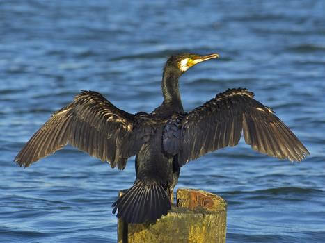 Phalacrocorax_carbo02